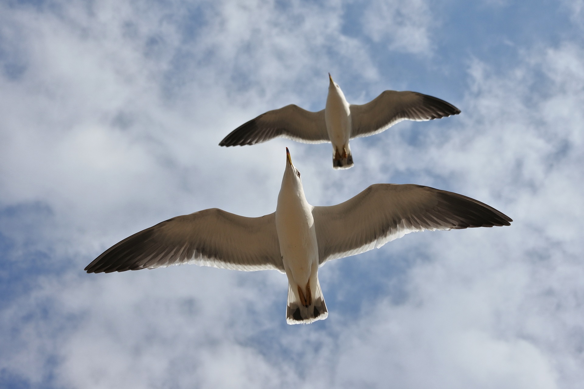 Der Albatros - Meisterflieger der Ozeanwinde
