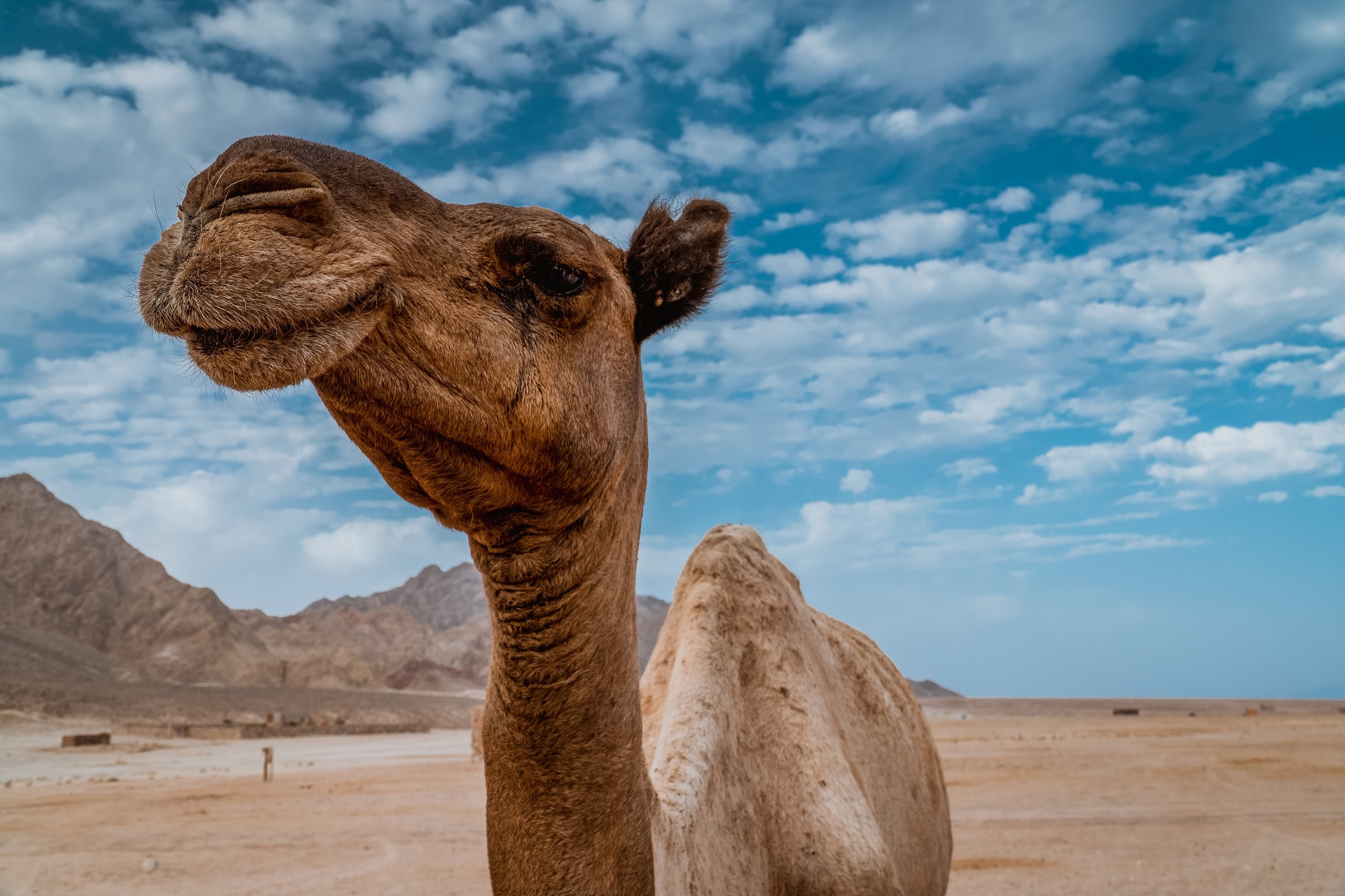 Das Kamel – ein der Trockenheit trotzendes Design-Wunderwerk